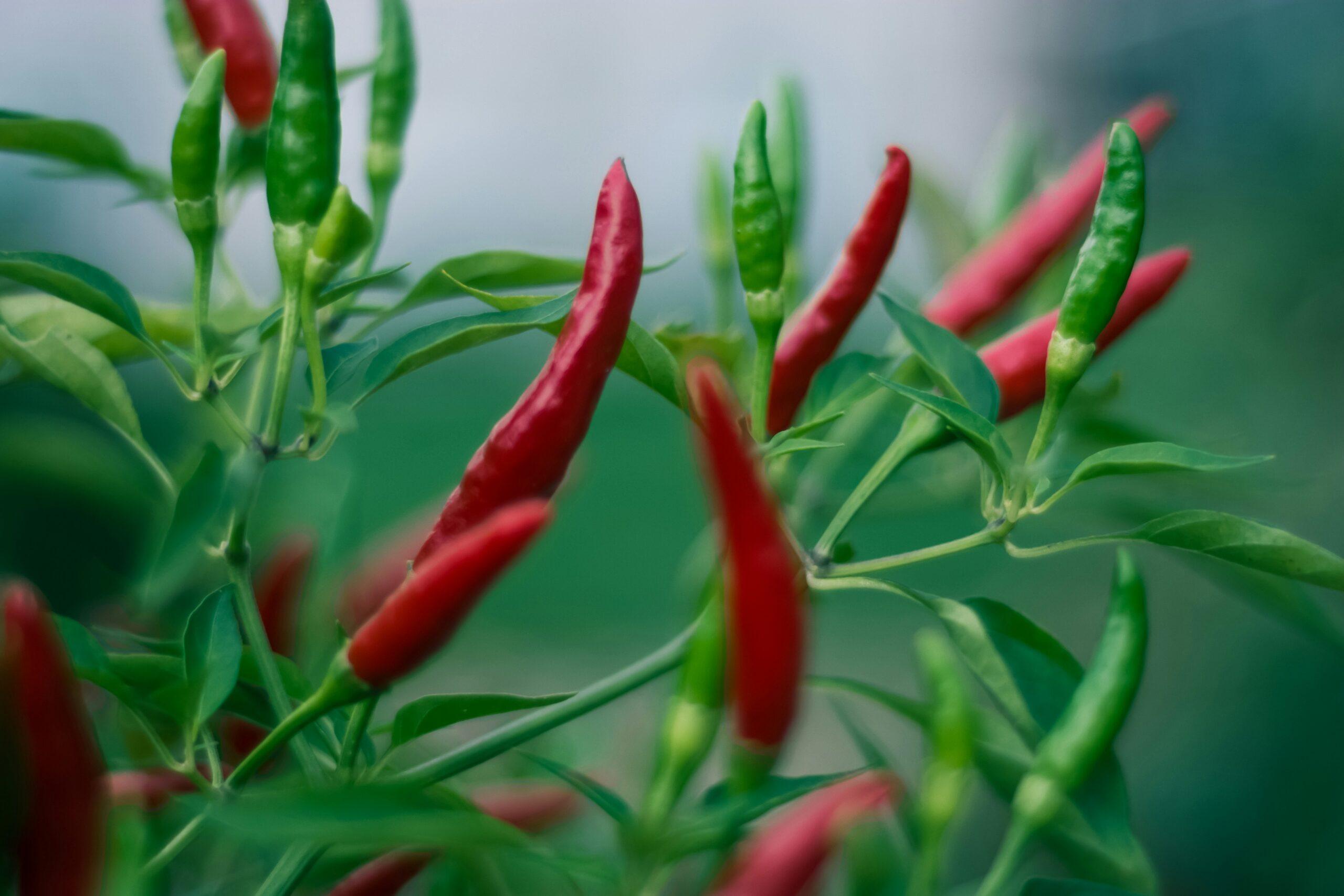 Verticilliose : quand le poivron fléchit sans prévenir