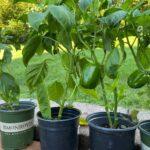 Former les poivrons en serre et en plein air: quand et comment tailler Fresh green bell peppers growing in pots in a garden setting.