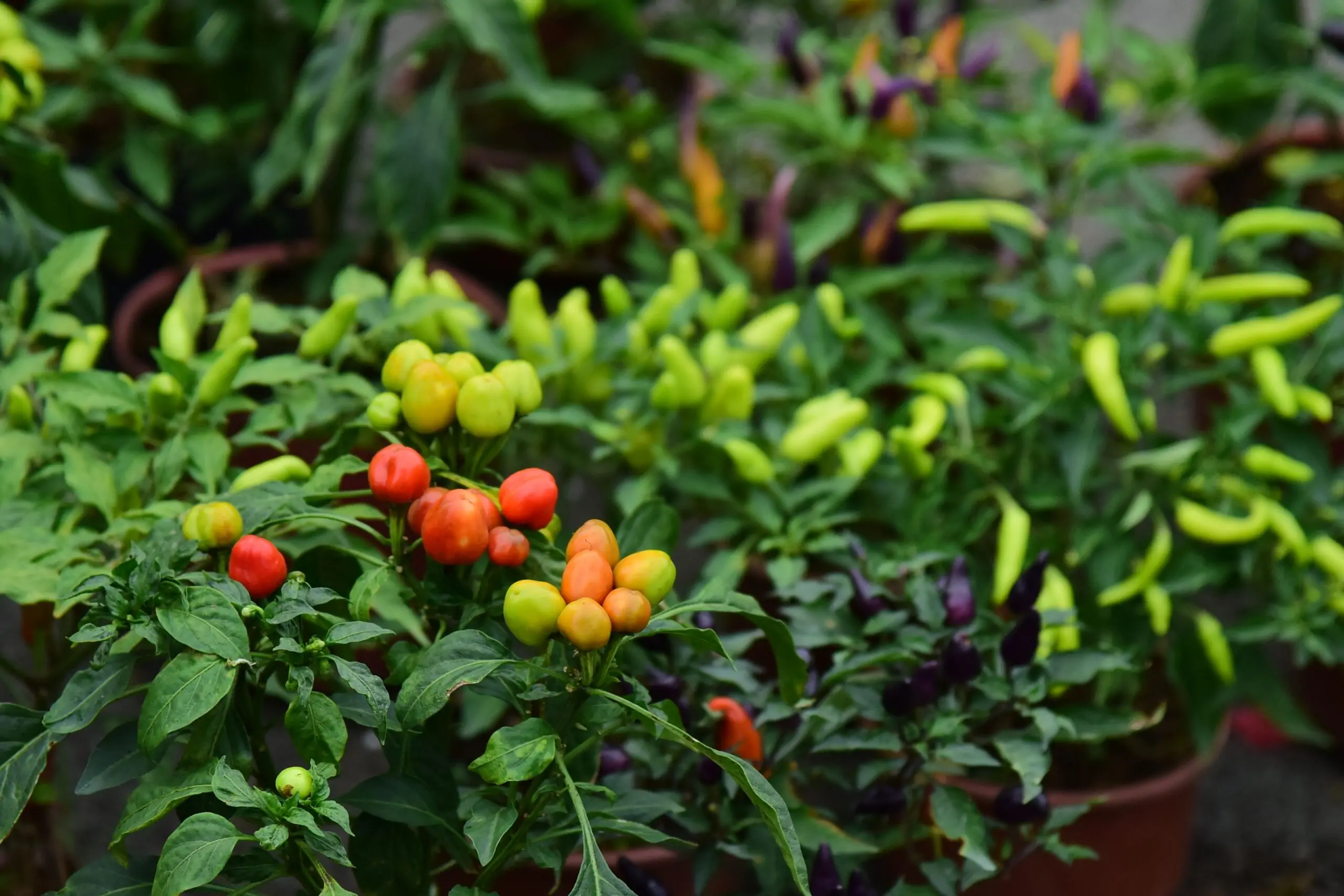 Pourquoi mettre les poivrons au garde-branches ?