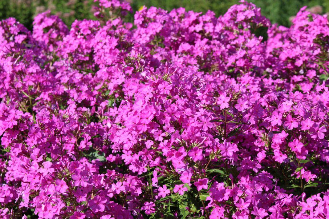 A stunning field of bright pink Phlox flowers in full bloom under the sun.
