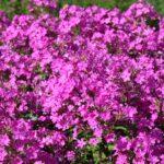 Phlox vivaces dans le jardin planter entretenir et faire repousser A stunning field of bright pink Phlox flowers in full bloom under the sun.