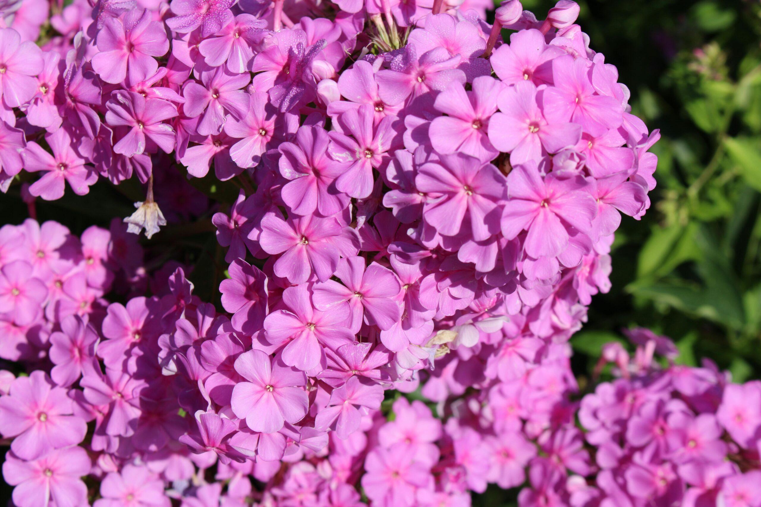 Phlox : des fleurs enflammées au jardin,sans en faire tout un feu d’artifice