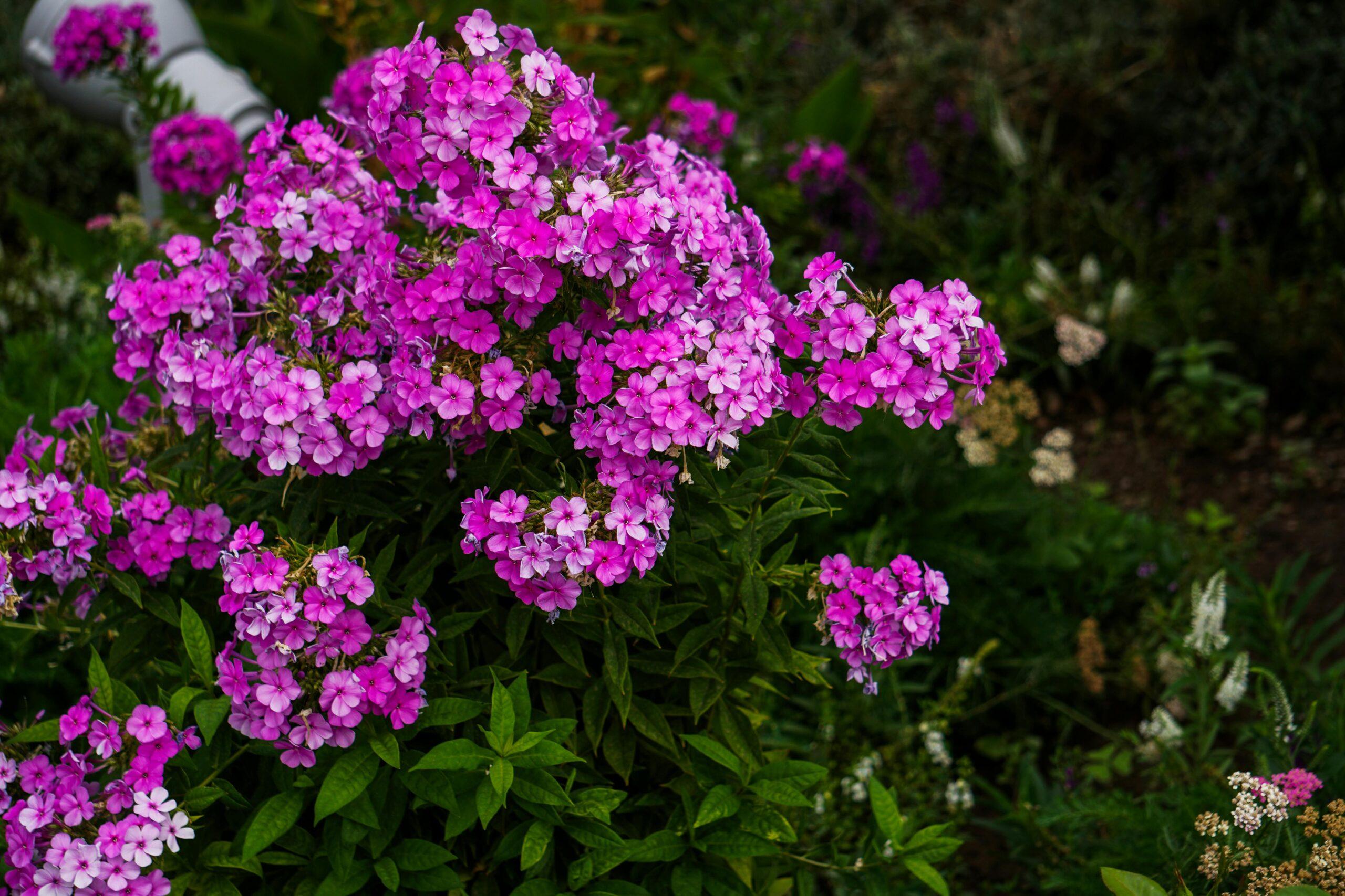 plus de cinquante nuances de jardin