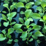 Arroser les semis de pétunias selon l’âge et la culture Vibrant young seedlings growing in soil trays, symbolizing new growth and organic farming.