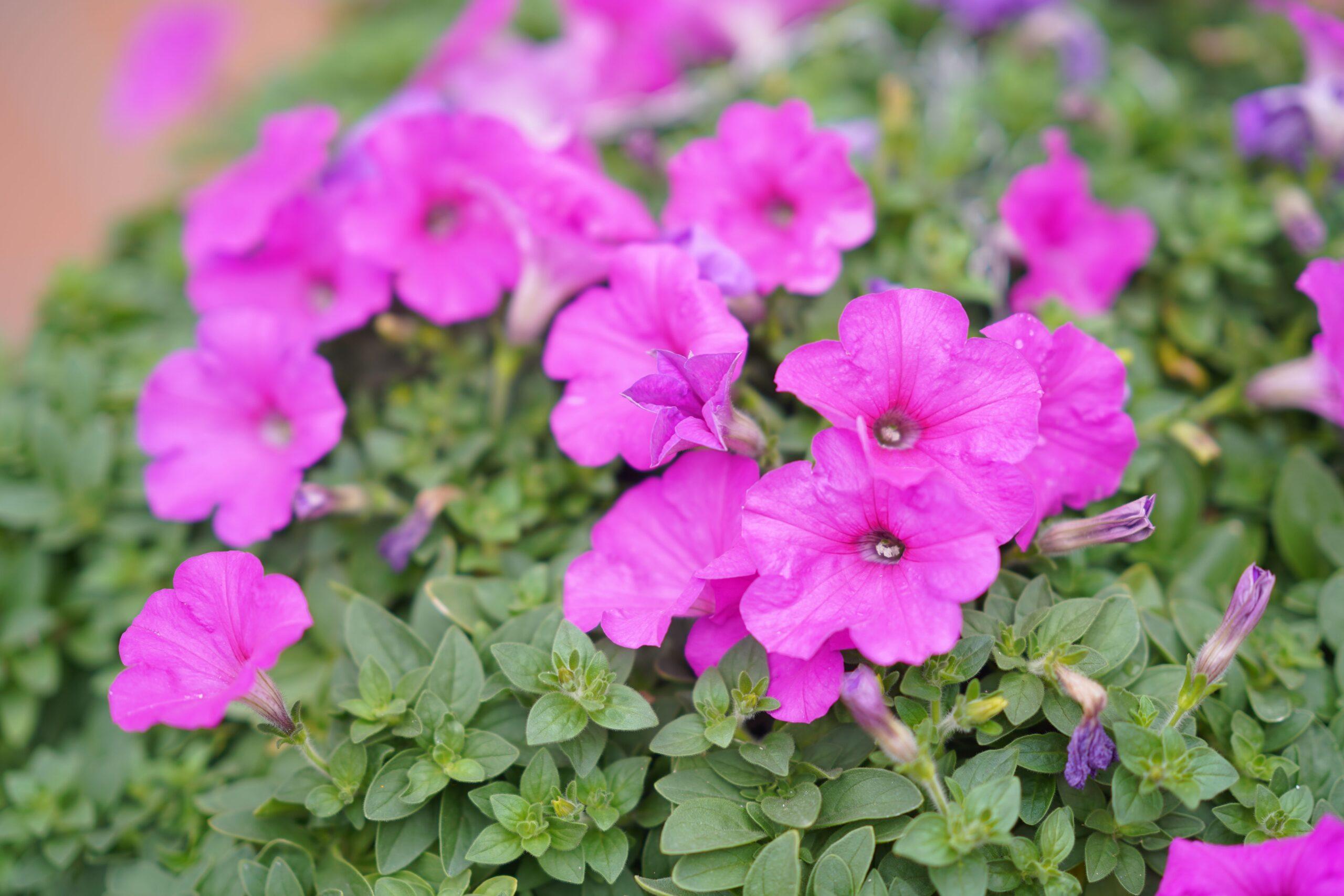 Semer les pétunias sans noyer le mini-jardin