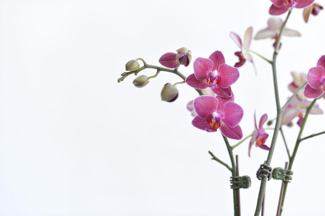 Beautiful pink orchids with detailed petals on a minimalistic white background.