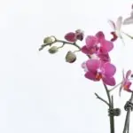 Beautiful pink orchids with detailed petals on a minimalistic white background.