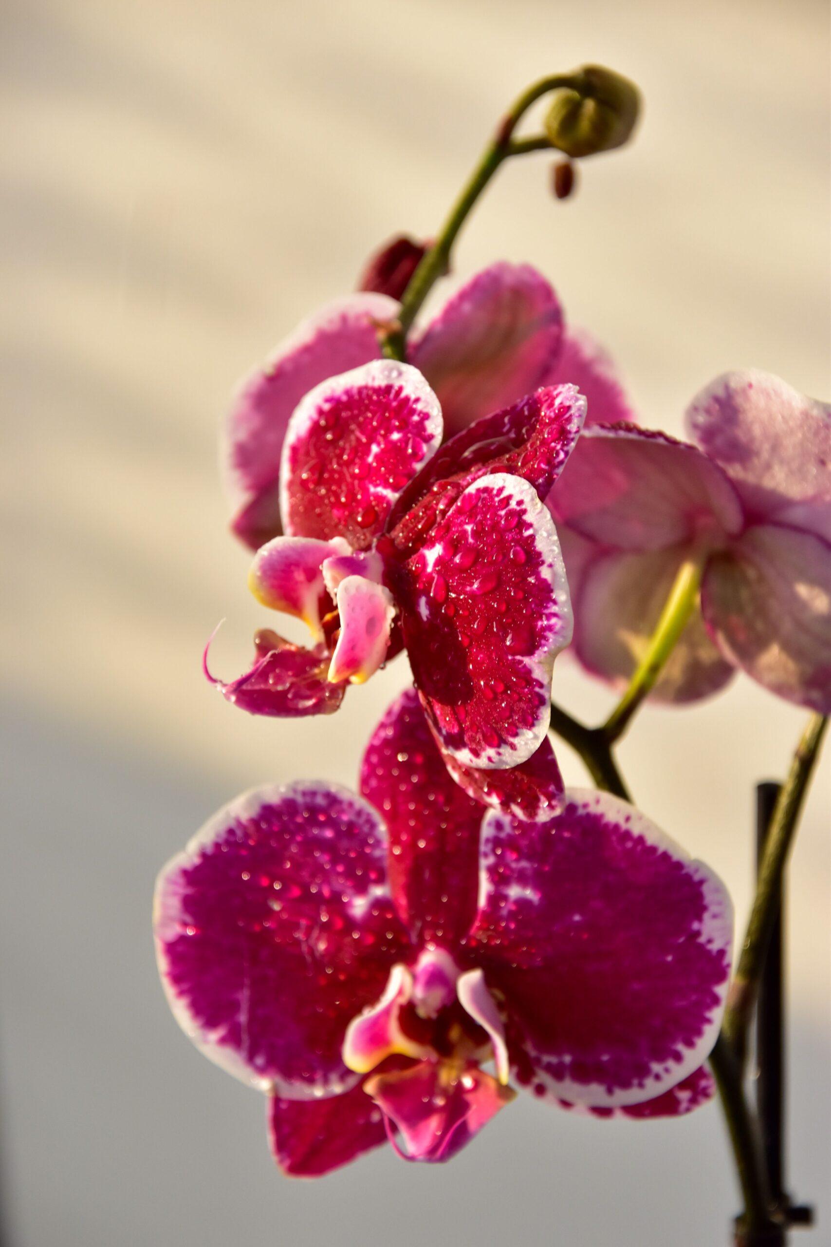 une orchidée bien trempée, mais pas noyée