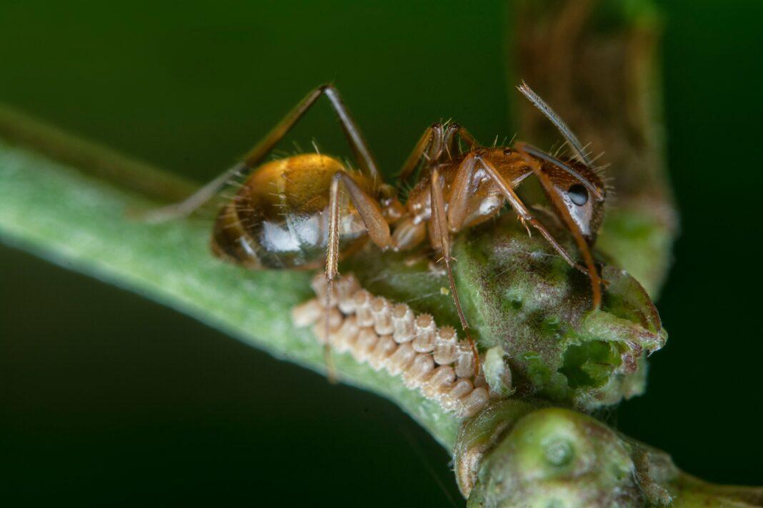 Close-up of a pharaoh ant (Monomorium pharaonis) on a plant protecting aphid eggs.