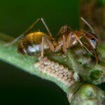 Comment éliminer définitivement les fourmis rouges pharaon dans toute la maison Close-up of a pharaoh ant (Monomorium pharaonis) on a plant protecting aphid eggs.