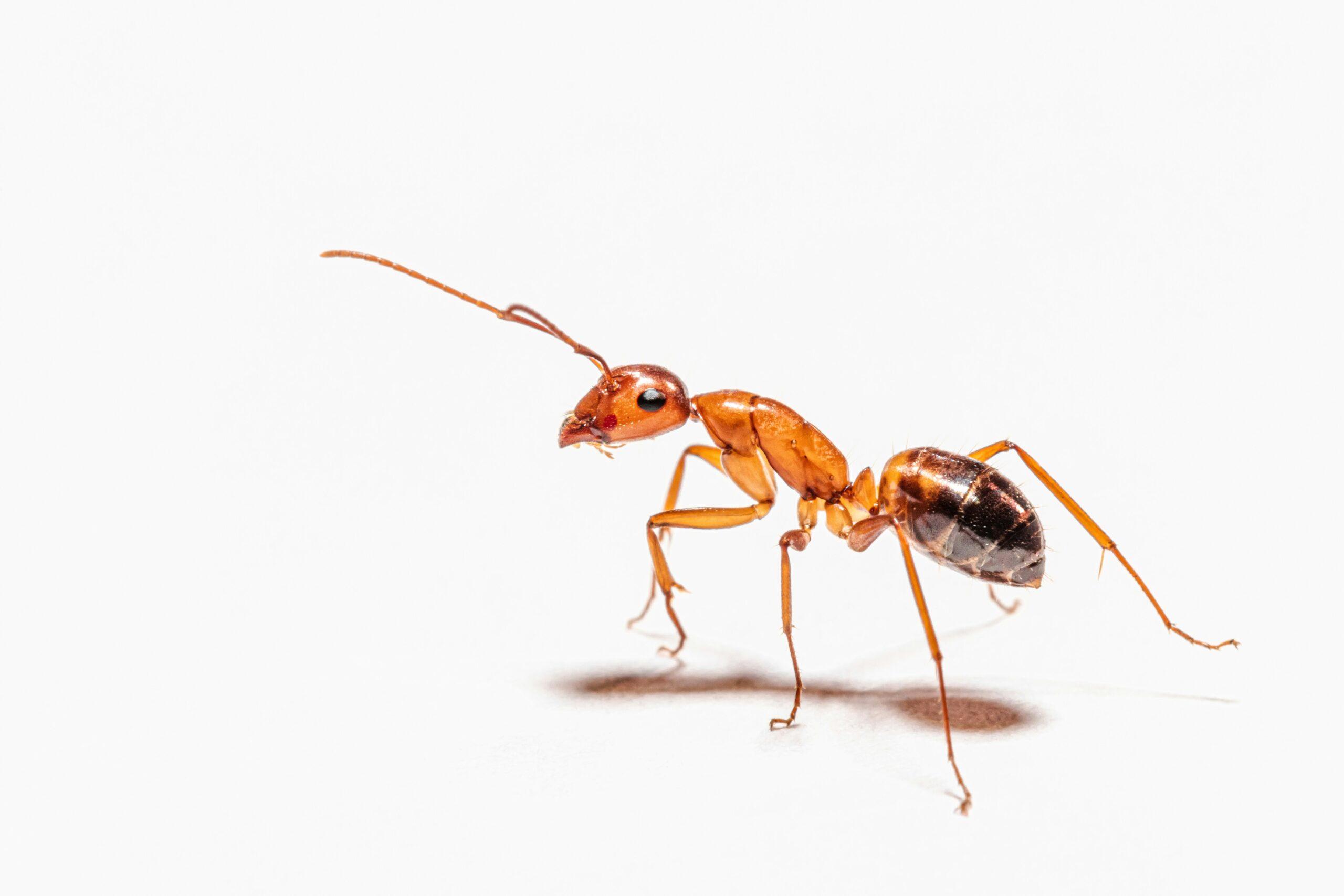 Fourmis pharaon à la maison : les faire partir sans leur ouvrir un hôtel