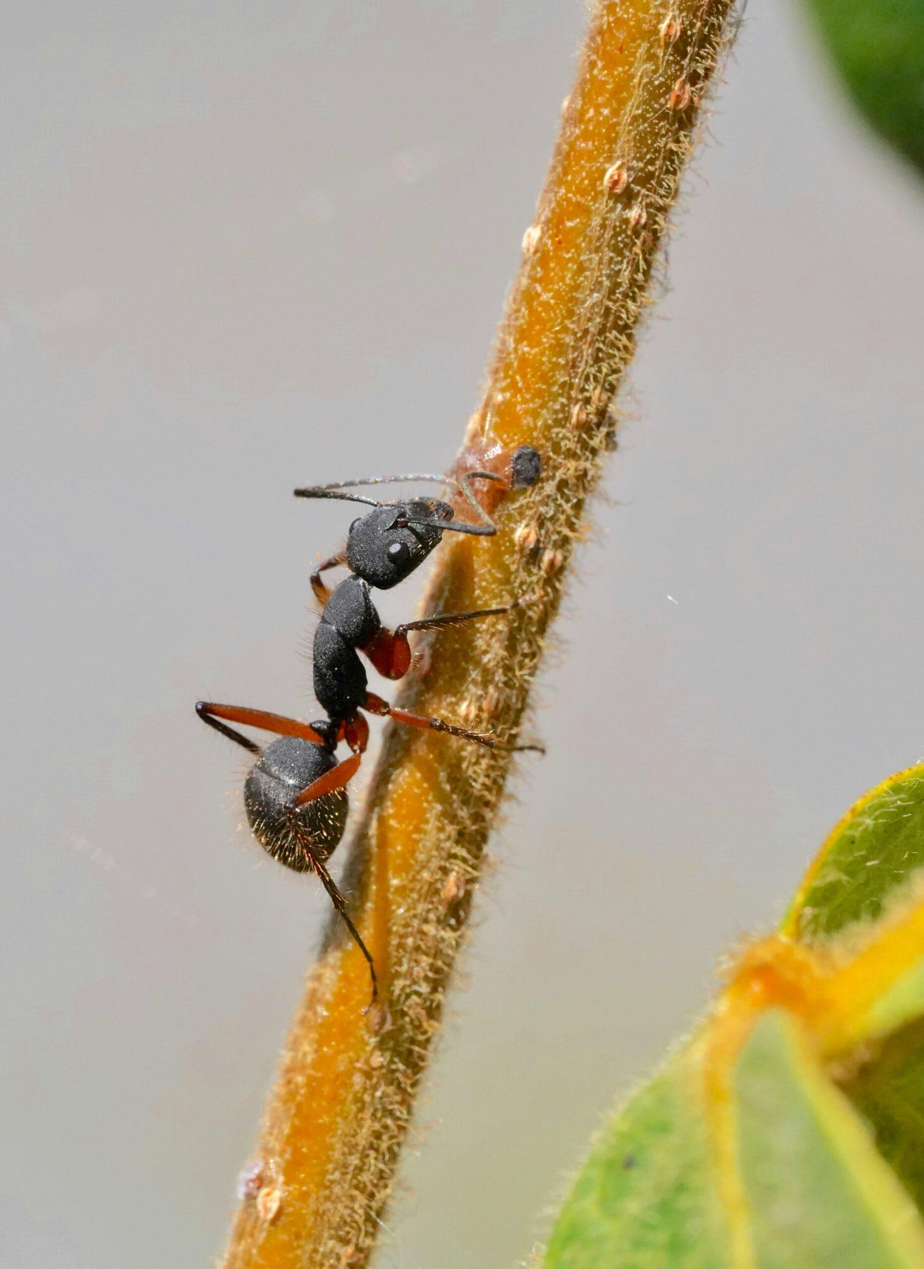 Une invasion discrète, puis tout le décor s’en mêle