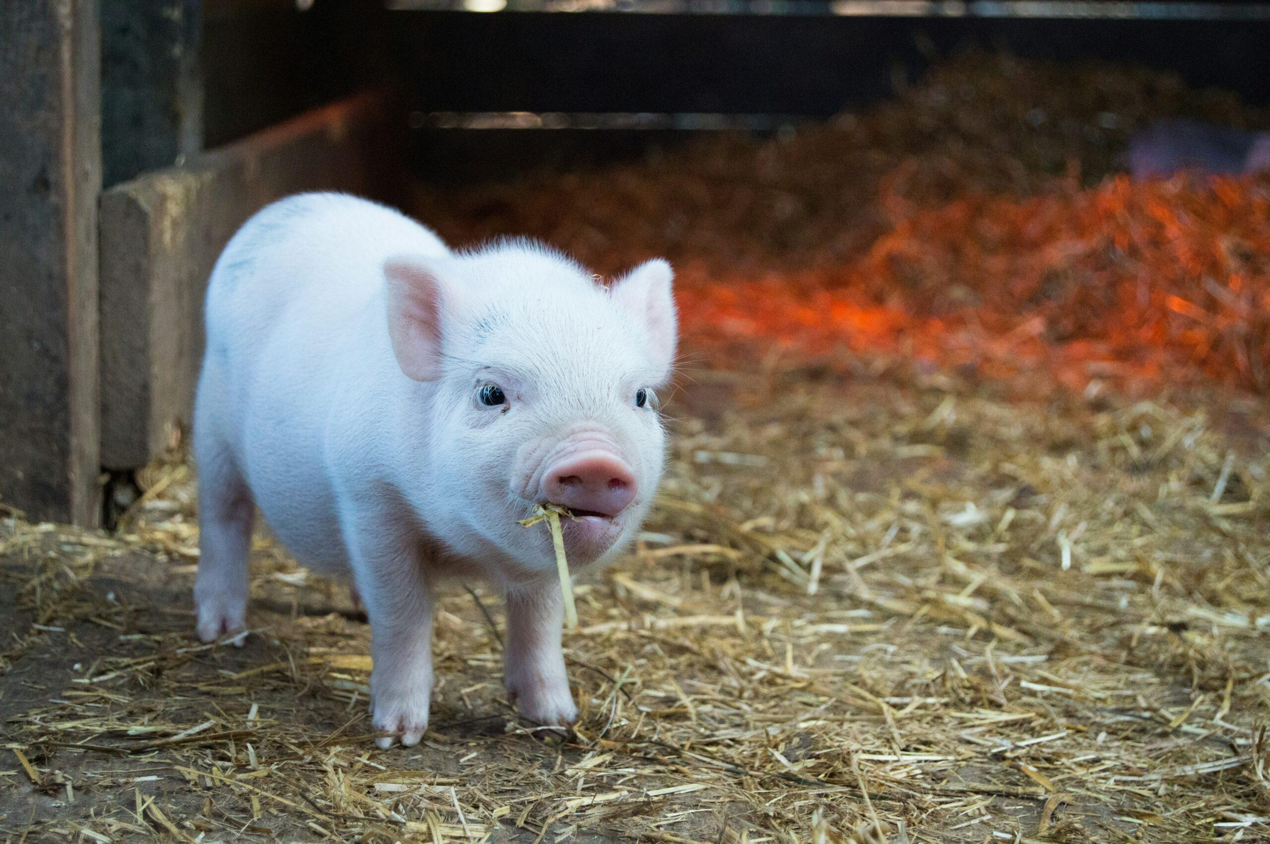Ce que le Cochon aime vraiment à table