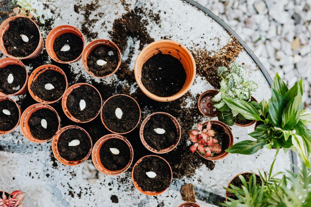 Multiple pots with soil and seeds, ready for planting, in a spring gardening setting.