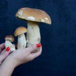 Ceps en septembre Recettes et conservation pour lhiver Close-up of hands with red nails holding wild porcini mushrooms against a dark background.