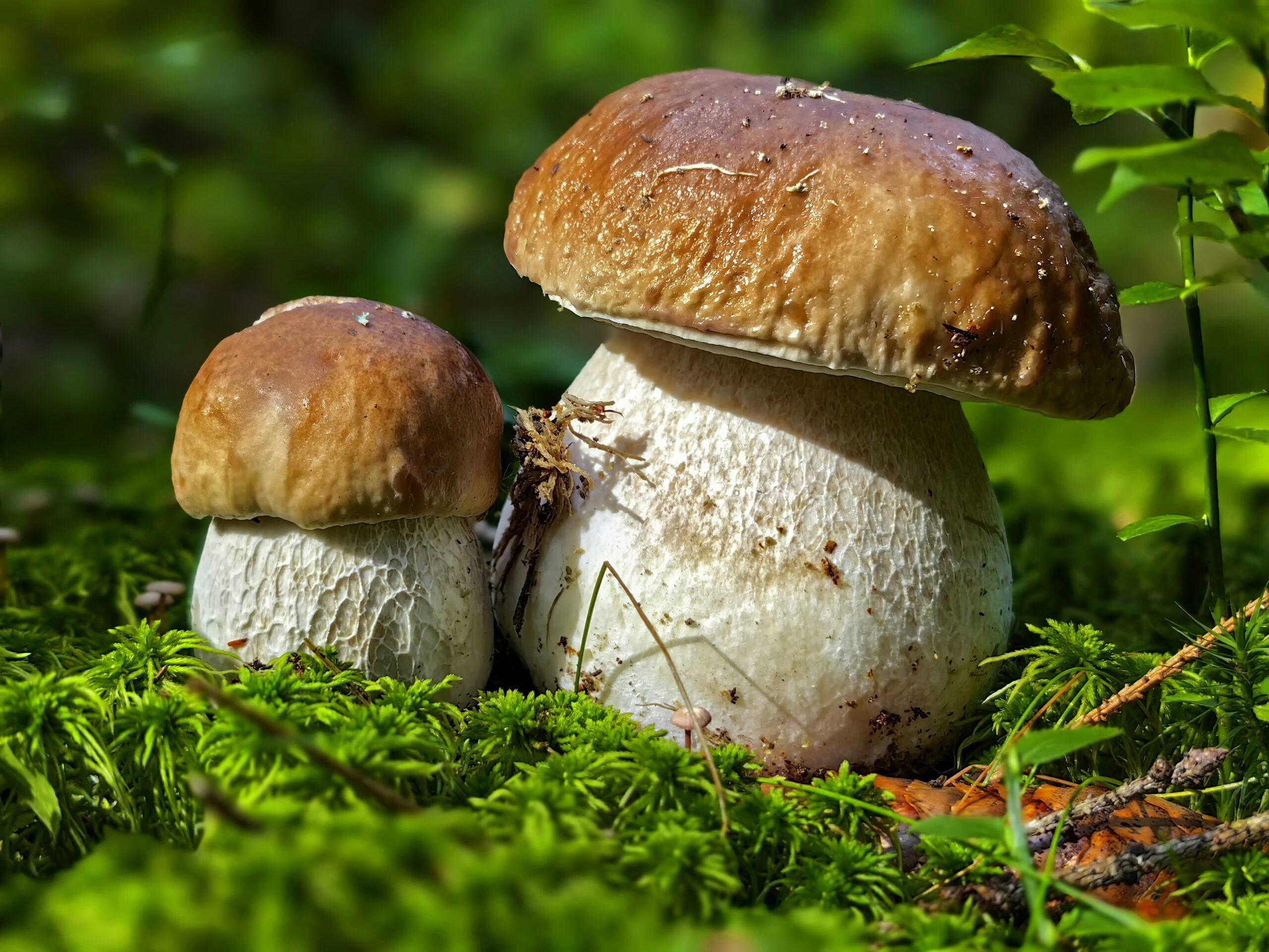 Forêt de famille, variations de cèpes