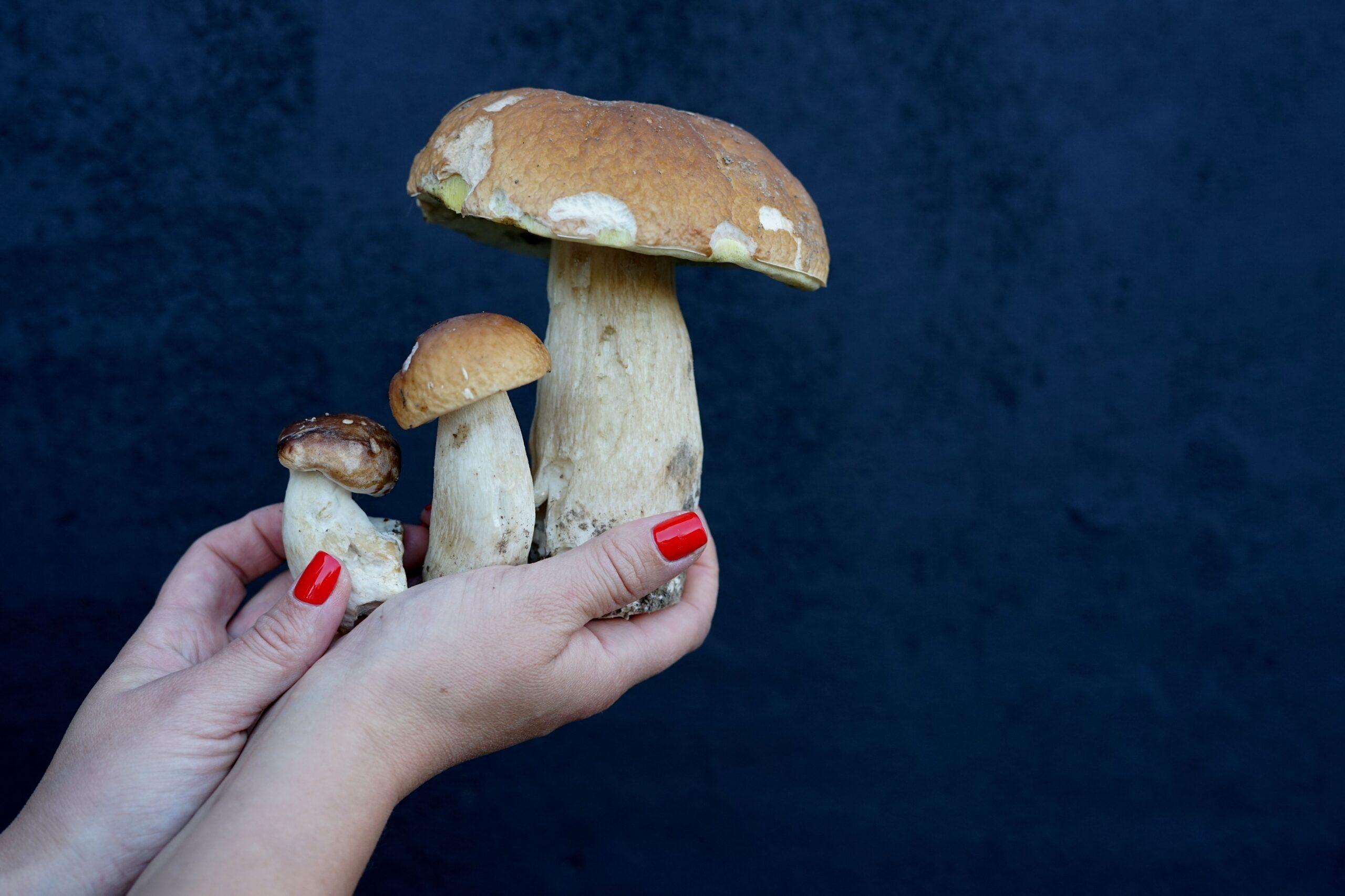 Close-up of hands with red nails holding wild porcini mushrooms against a dark background.