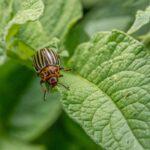 Maladies de la pomme de terre avec photos et lutte préventive Macro shot of a Colorado potato beetle on green potato foliage.