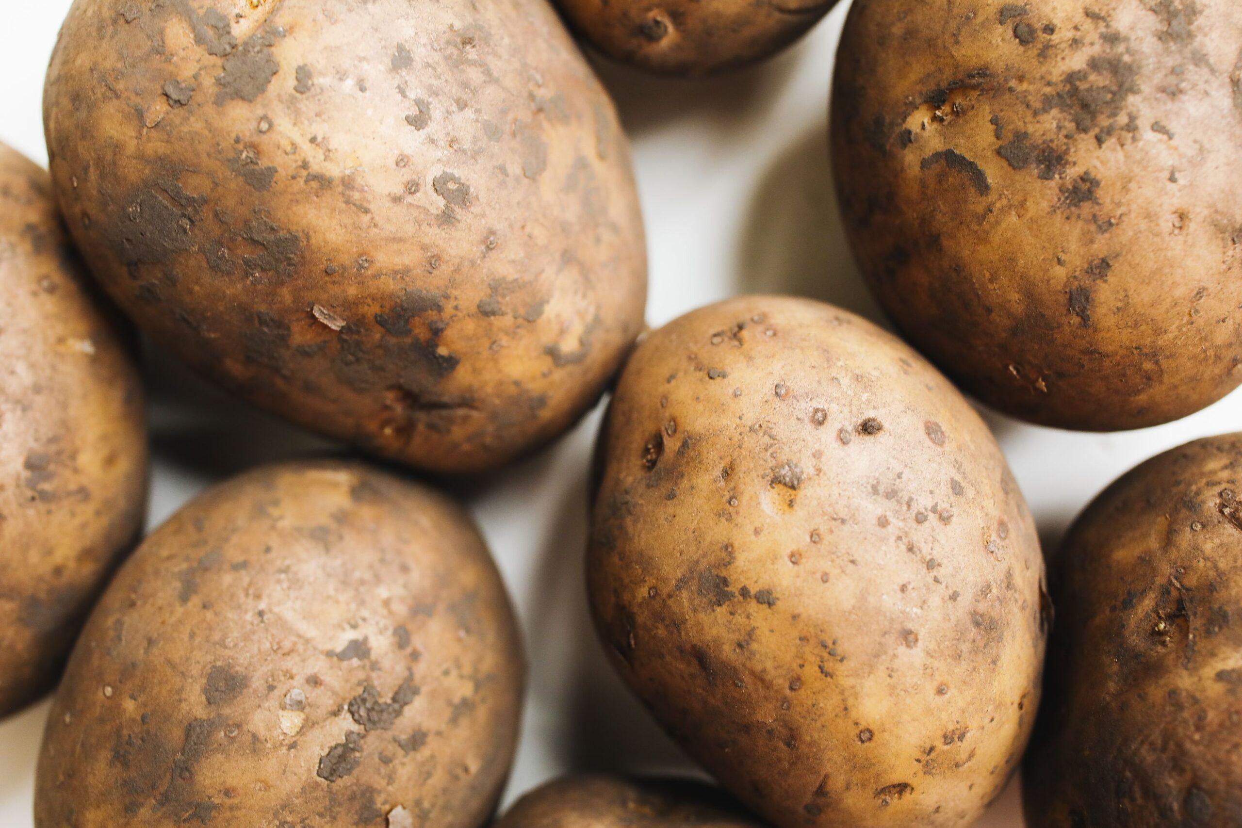 Les feuilles grillées, les tubercules perdus : la pomme de terre sous pression