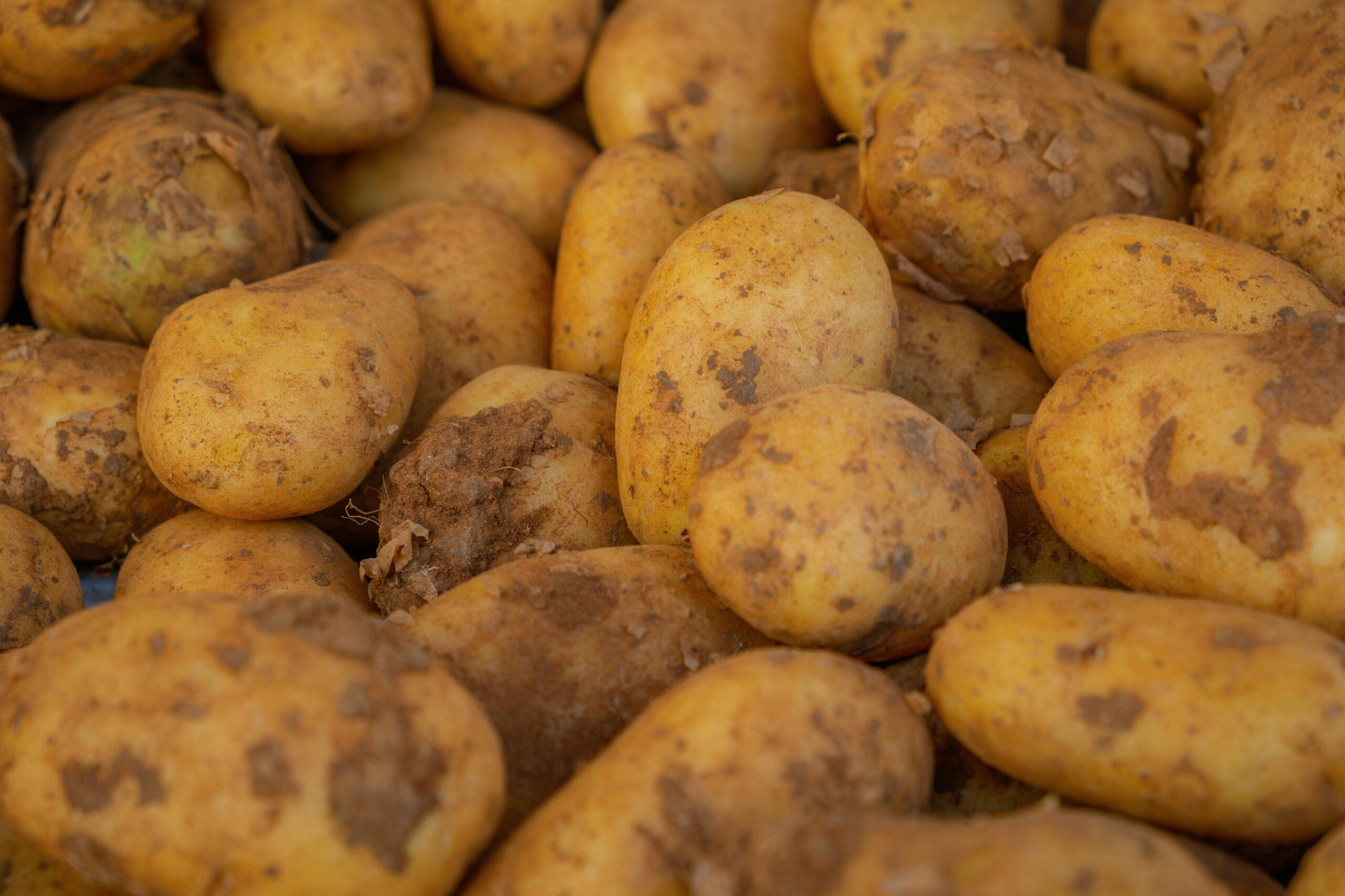 Pommes de terre : maladies au pied du mur, ou presque