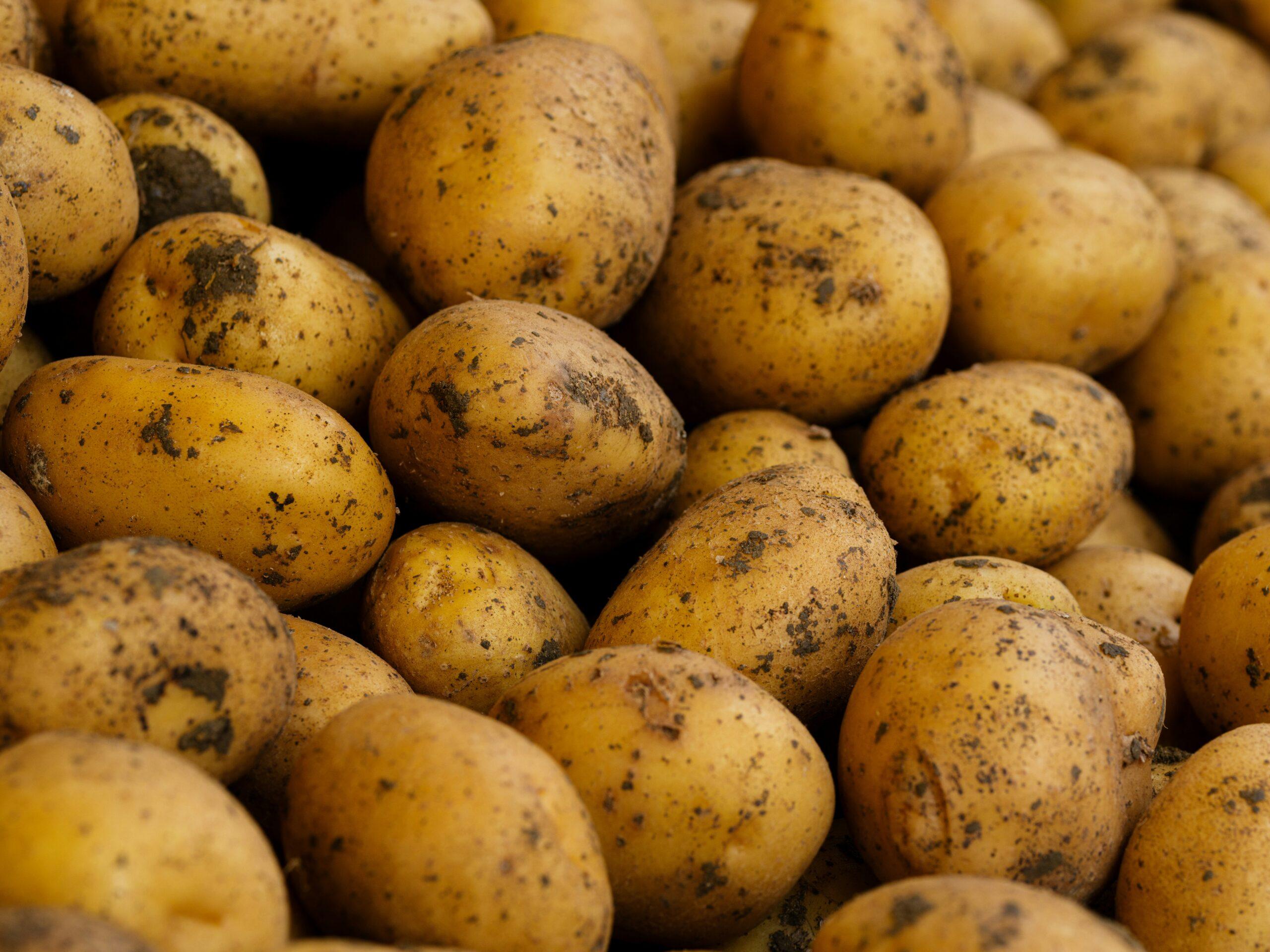 Pommes de terre d’hiver : le bon timing pour les garder jusqu’au printemps