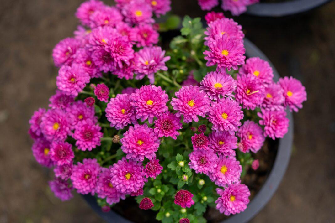 A close-up view of vibrant pink chrysanthemums in full bloom displayed in a pot.