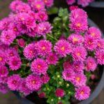 Chrysanthème en pot comment choisir et entretenir en intérieur A close-up view of vibrant pink chrysanthemums in full bloom displayed in a pot.