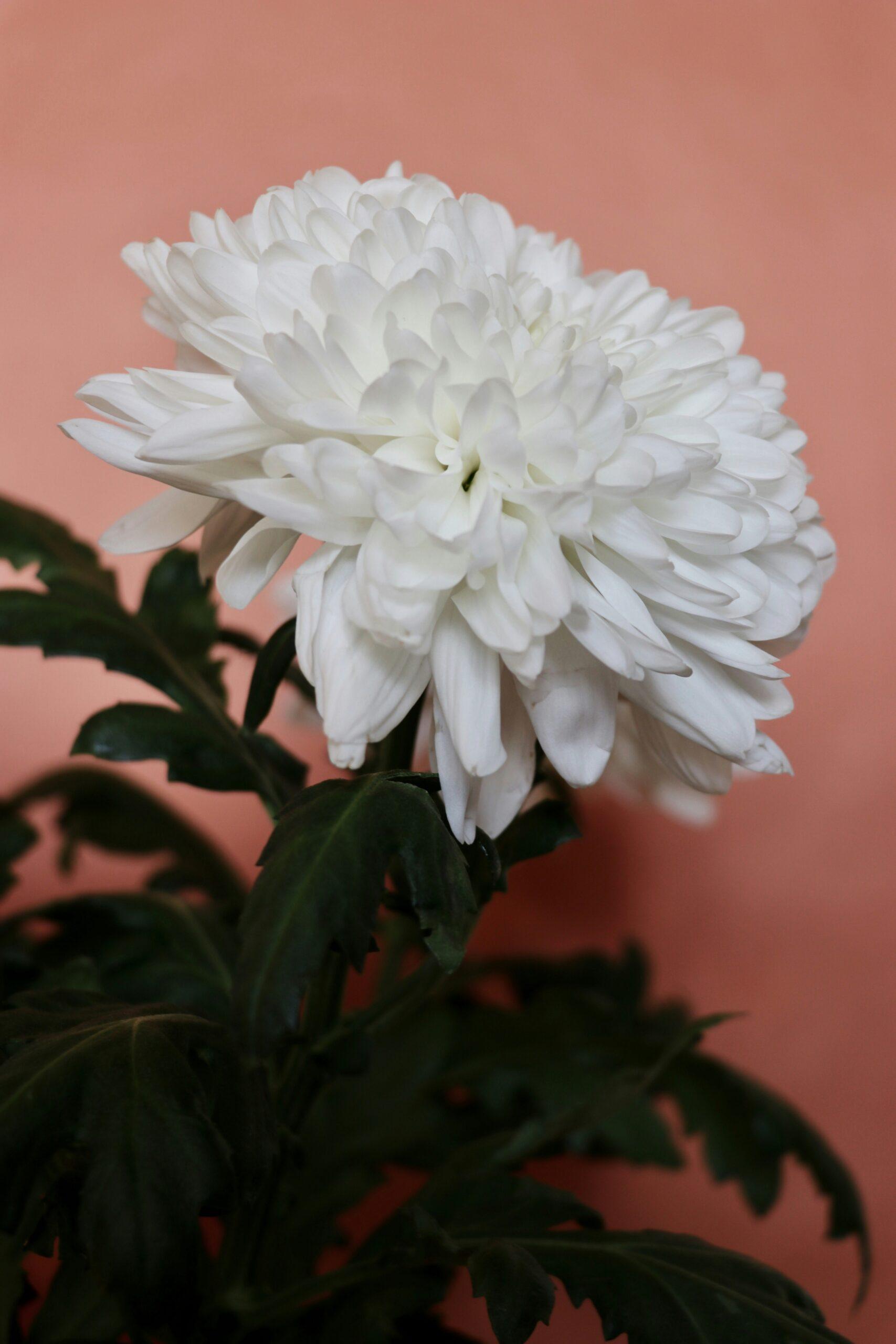 Chrysanthèmes en pot : la bonne manière de les choisir et de les garder fleuris plus longtemps