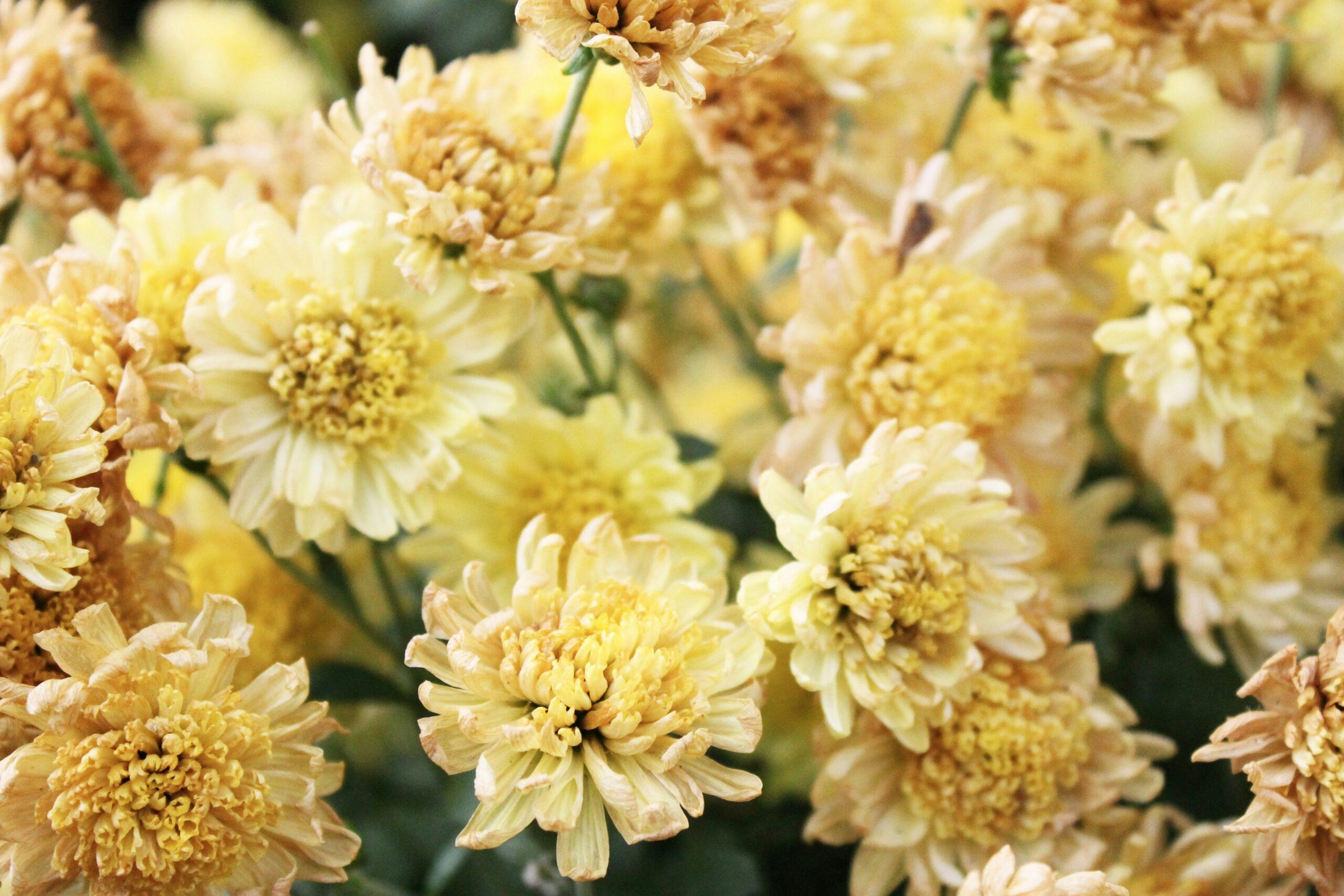 Variétés : de la boule au bouquet, il y a de quoi choisir