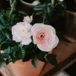 Close-up of blooming white and pink roses in a terracotta pot with green leaves.
