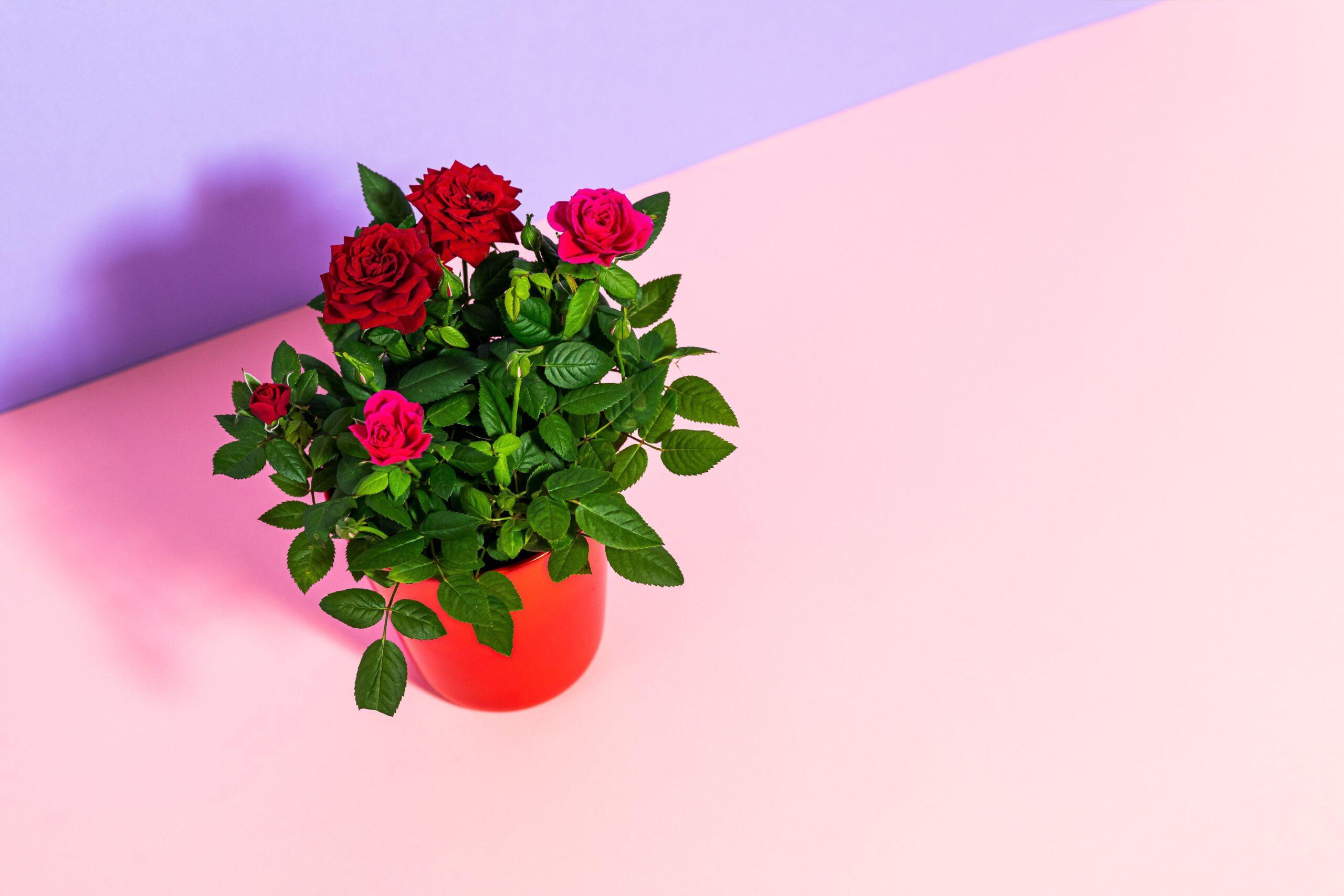 Faire prendre racine à une rose de bouquet, sans bricolage hasardeux