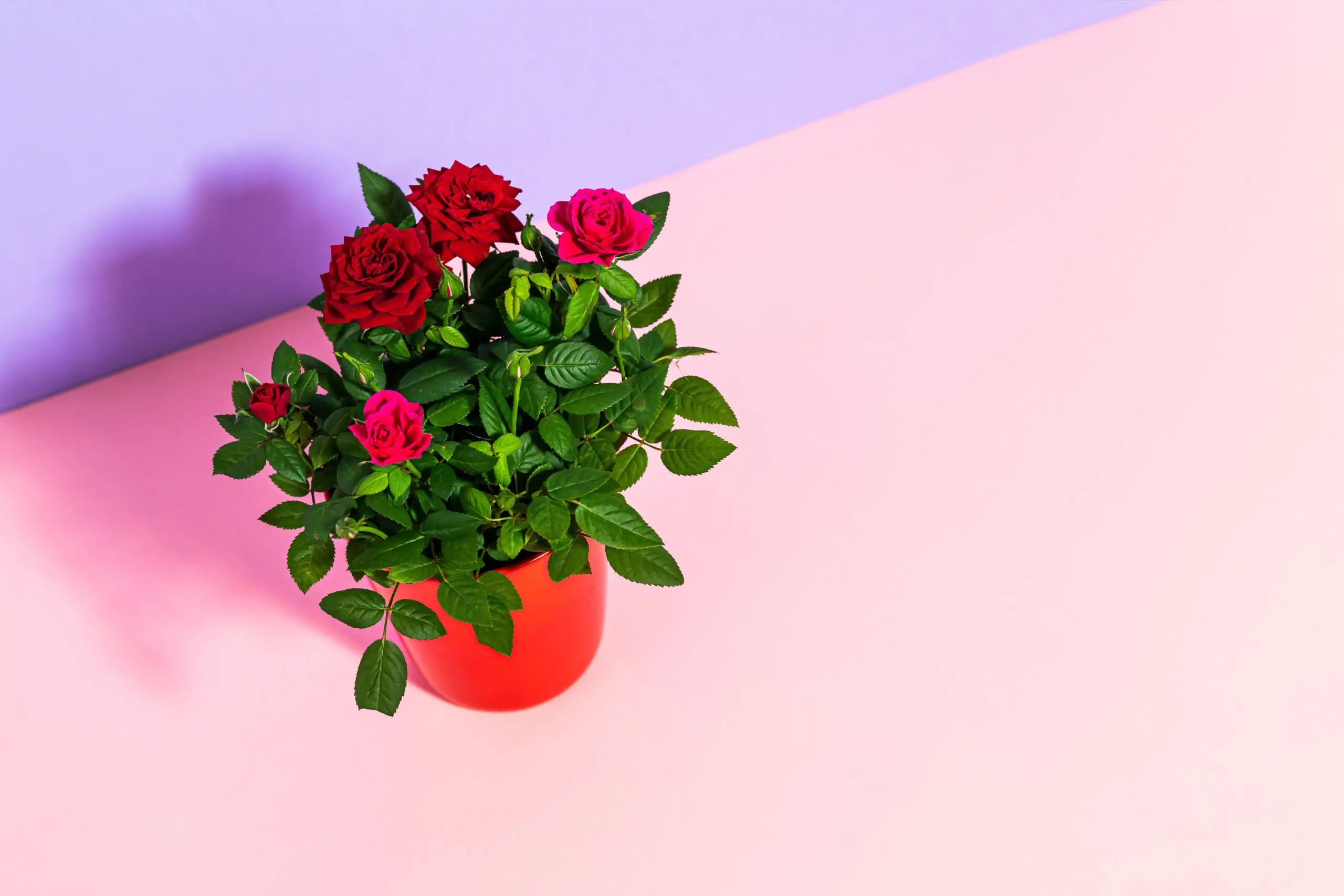 Faire prendre racine à une rose de bouquet, sans bricolage hasardeux