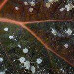 Oidium Maladie Fongique Conseils de Traitement pour Jardin et Vigne Detailed view of a leaf affected by powdery mildew, highlighting texture and pattern.