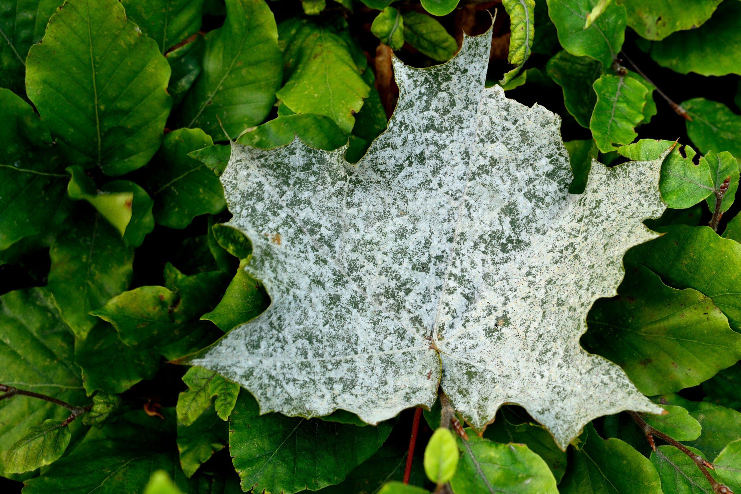 Oïdium au jardin : la poudre blanche qu’on n’a pas invitée
