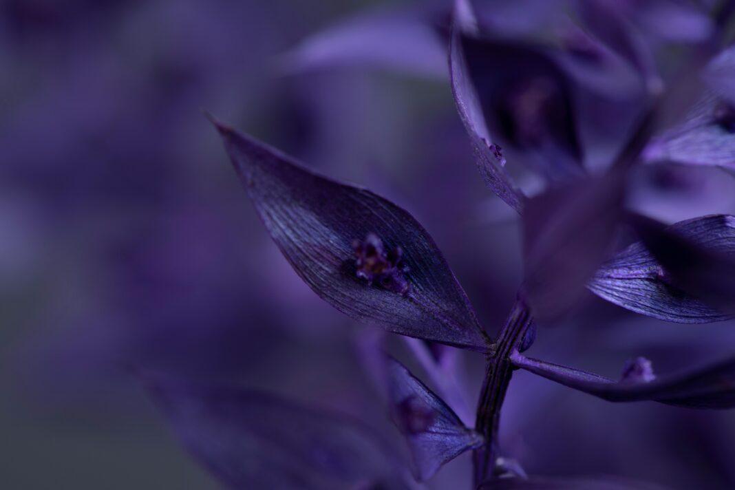 Detailed macro shot of purple leaves with a soft, dreamy depth of field effect.