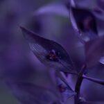 Detailed macro shot of purple leaves with a soft, dreamy depth of field effect.