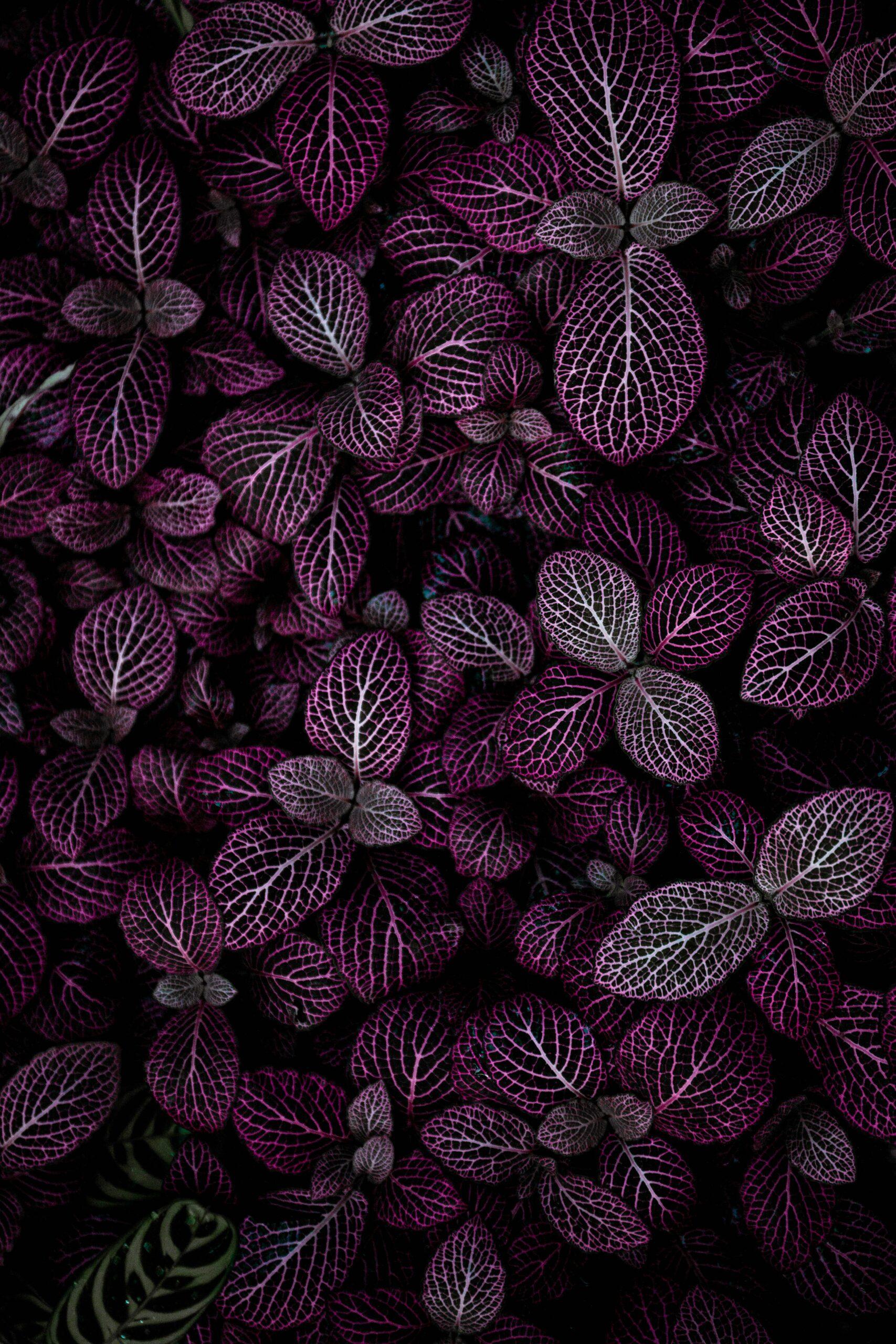 Feuilles de saison, couleur au balcon du ciel