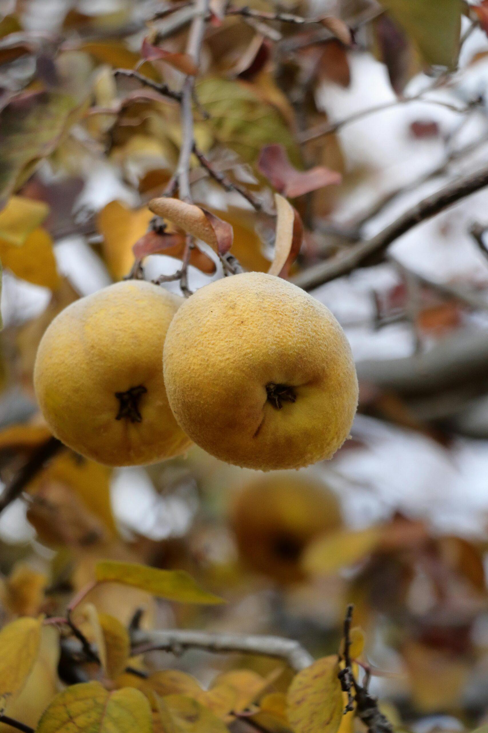 Coing en cuisine : la pomme d’or se faufile aussi dans le salé