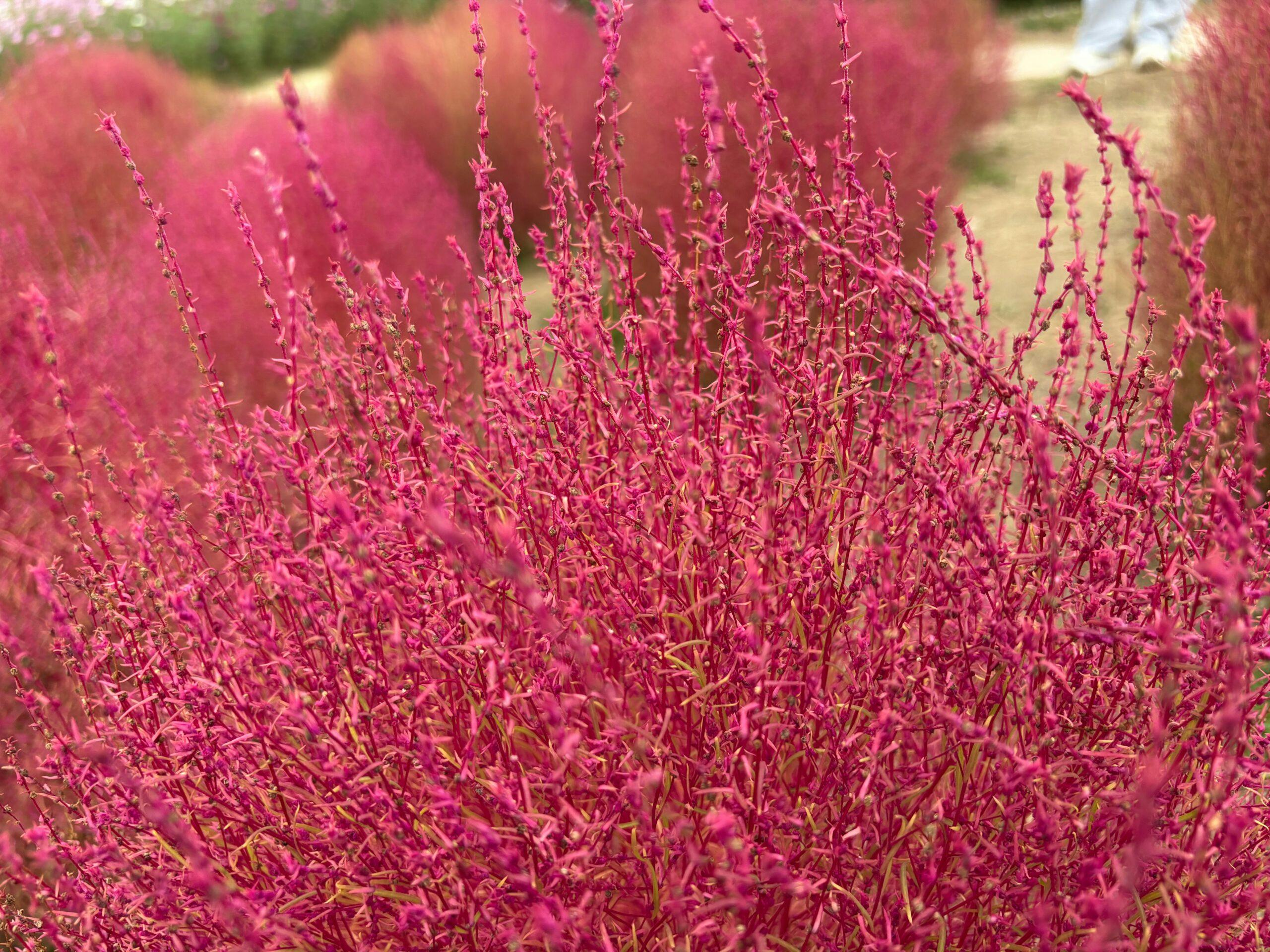 Ambroisie : la mauvaise herbe qui ne pardonne pas, même au jardin