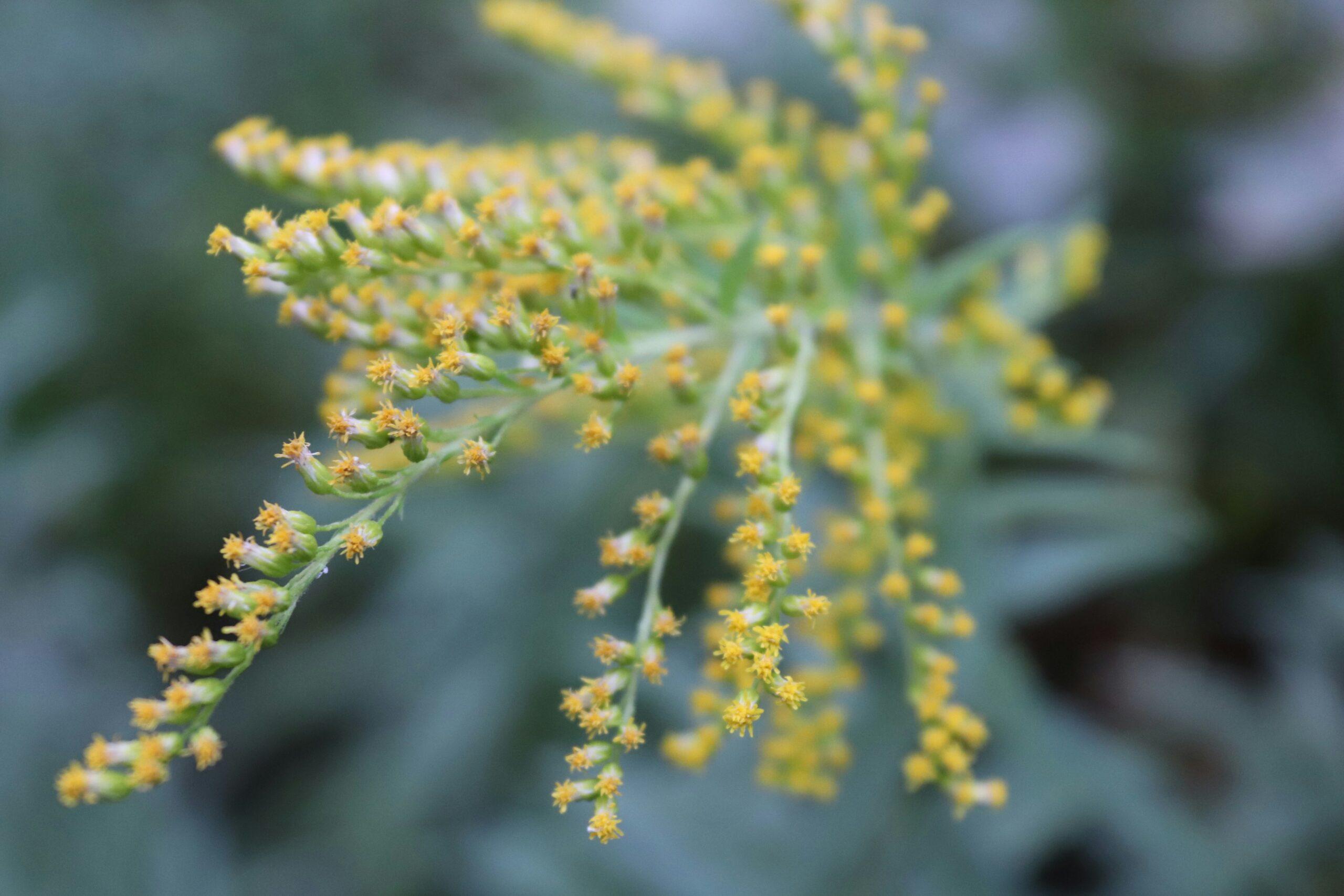 Pollen en embuscade, sol en souffrance