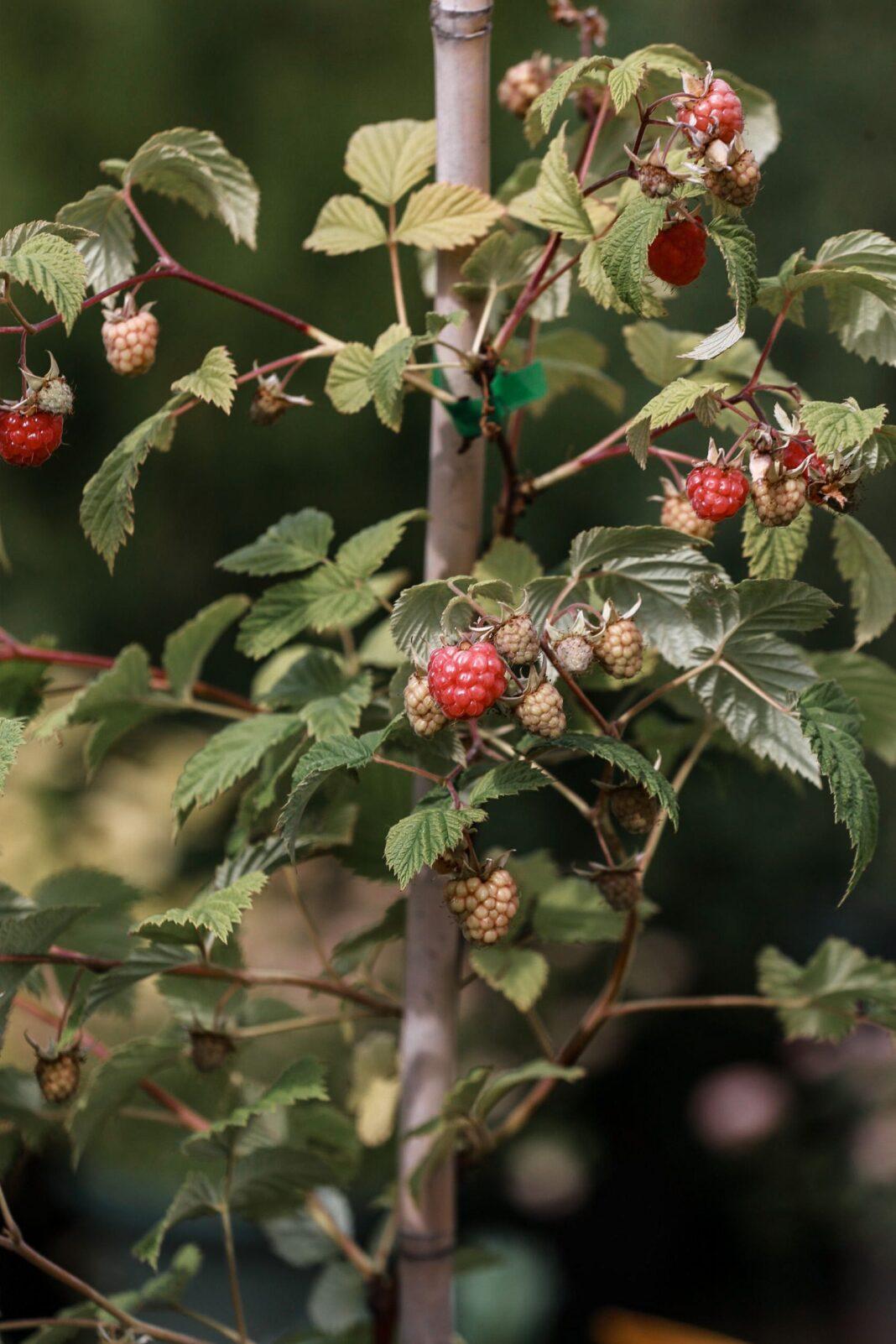 Close-up of ripening raspberries on a vine. Perfect for healthy eating concepts.