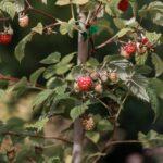 Maladies et parasites du framboisier symptomes et traitements efficaces Close-up of ripening raspberries on a vine. Perfect for healthy eating concepts.