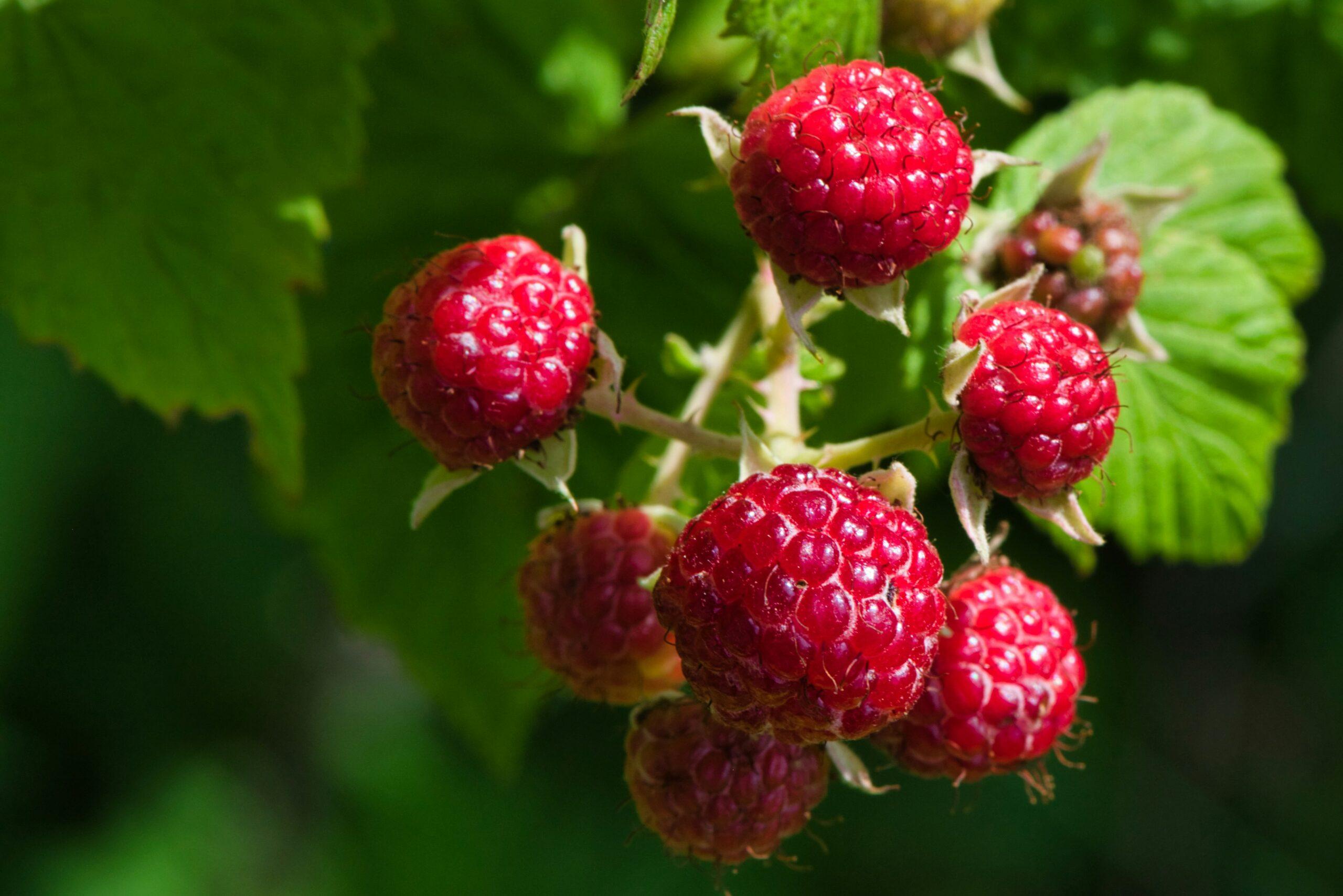 framboisiers au top : maladies, parasites et bons gestes pour garder des baies saines