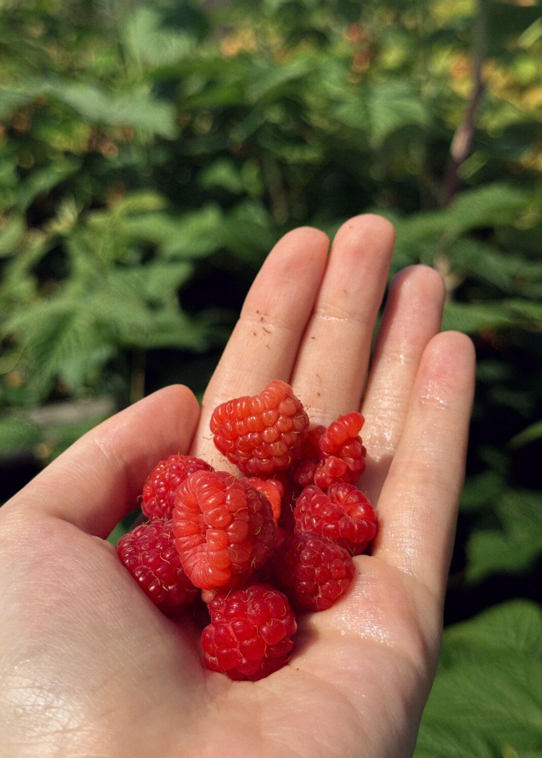 A handful of ripe, red raspberries held against a lush green background.