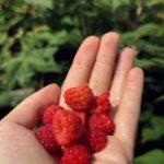 Comment preparer les framboisiers pour lhiver 122 caractères A handful of ripe, red raspberries held against a lush green background.