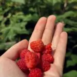 A handful of ripe, red raspberries held against a lush green background.