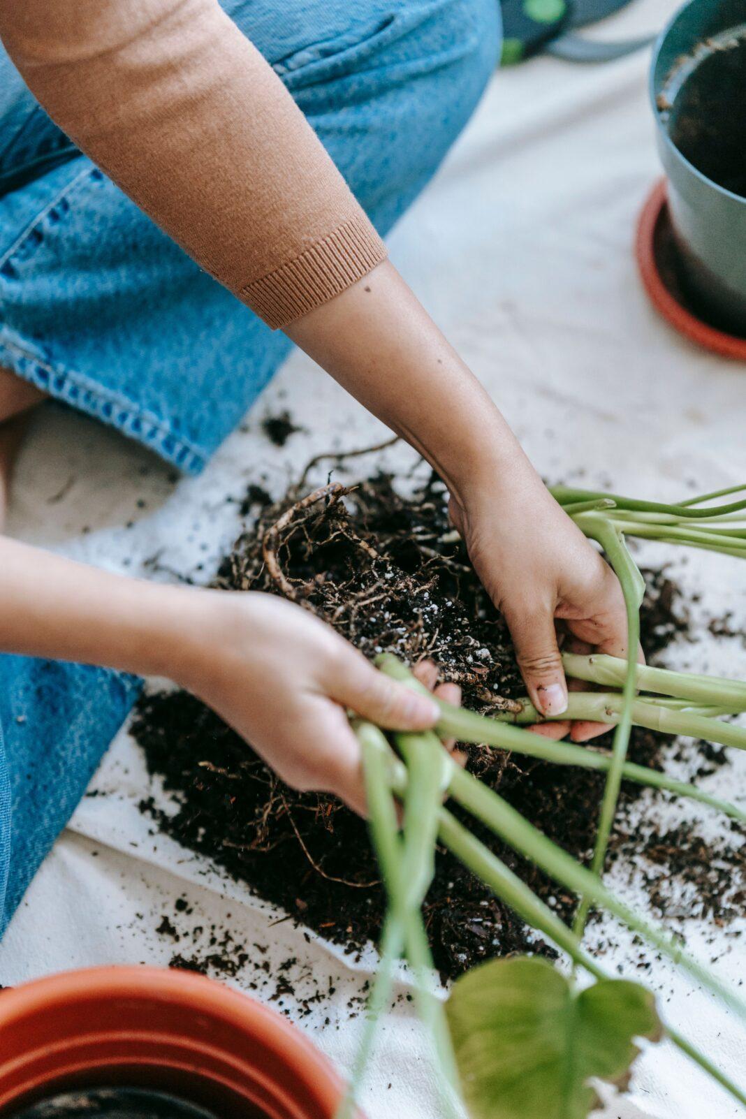From above crop anonymous horticulturist sitting on floor and preparing green plants for transplanting in pots