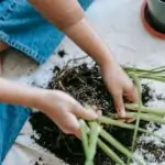 From above crop anonymous horticulturist sitting on floor and preparing green plants for transplanting in pots