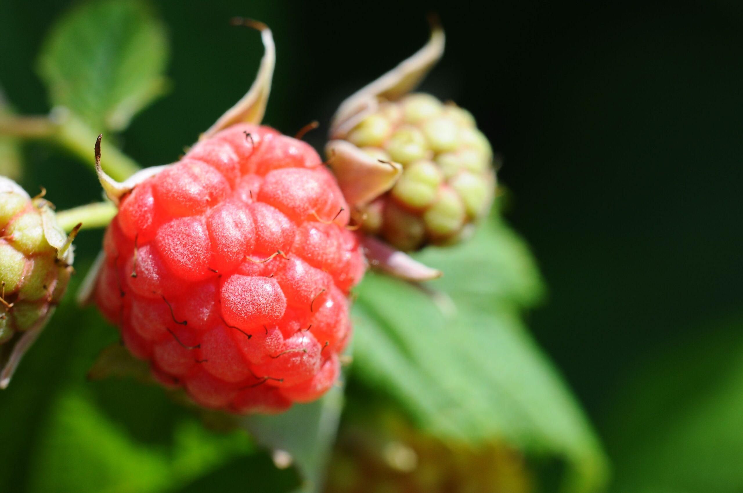 Des plants au top : le tri avant la reprise