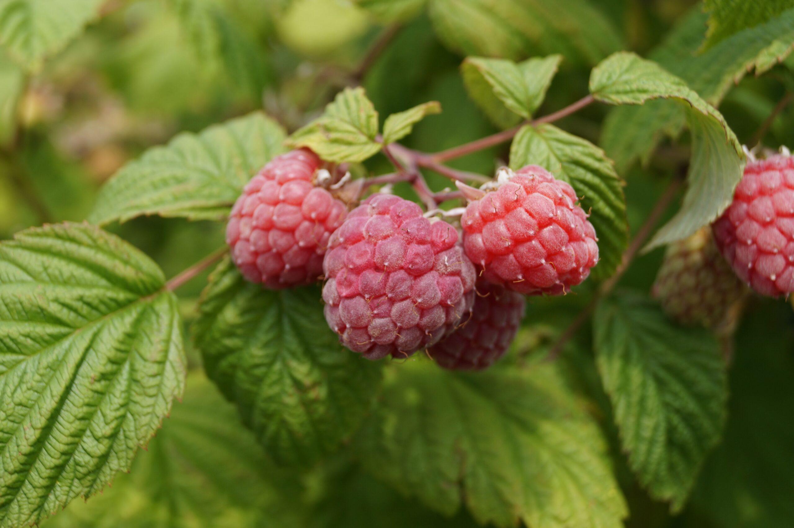 Printemps ou automne ? La balle dans le bon panier